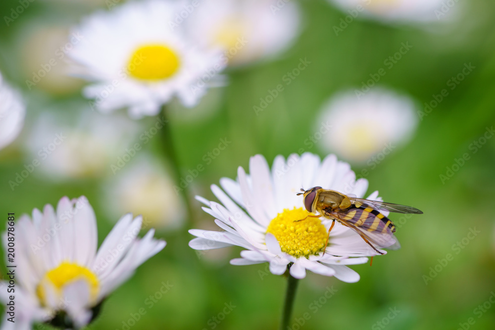 Spring daisy flowers with wasp looking for food in Paris, Eurpe. Wasps need key resources; pollen and nectar from a variety of flowers. Special macro lens for close-up, blurry, bokeh background. Spring daisy flowers with wasp looking for food in Paris, Eurpe. Wasps need key resources; pollen and nectar from a variety of flowers. Special macro lens for close-up, blurry, bokeh background.