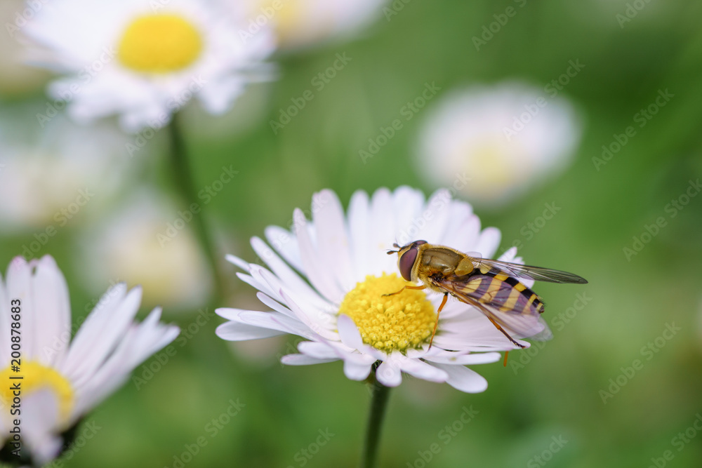 Fototapeta premium Spring daisy flowers with wasp looking for food in Paris, Eurpe. Wasps need key resources; pollen and nectar from a variety of flowers. Special macro lens for close-up, blurry, bokeh background.