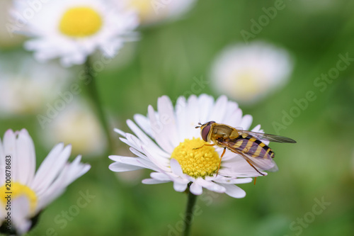 Spring daisy flowers with wasp looking for food in Paris, Eurpe. Wasps need key resources; pollen and nectar from a variety of flowers.  Special macro lens for close-up, blurry, bokeh background. photo