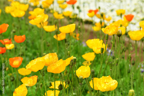 flower garden