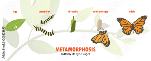 butterfly life cycle metamorphosis