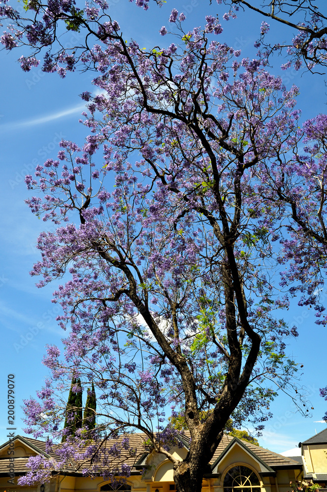 Blooming Blue Jacaranda Tree in Adelaide, Australia Blooming Blue Jacaranda Tree in Adelaide, Australia