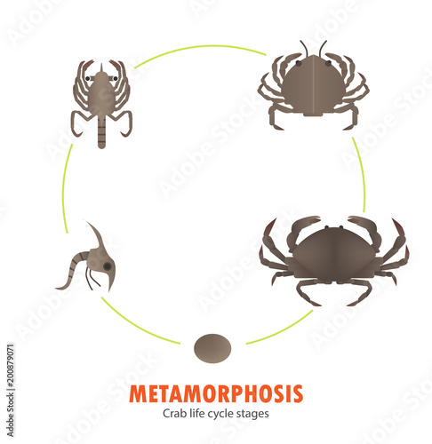 Crab life cycle metamorphosis