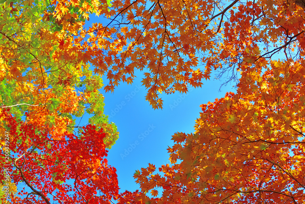 北海道　大沼　紅葉とハート
