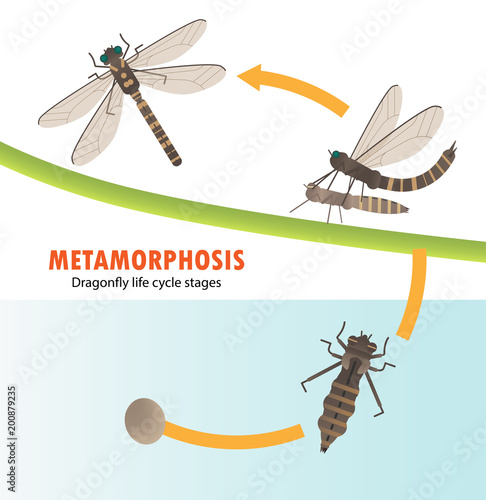 Dragonfly life cycle metamorphosis