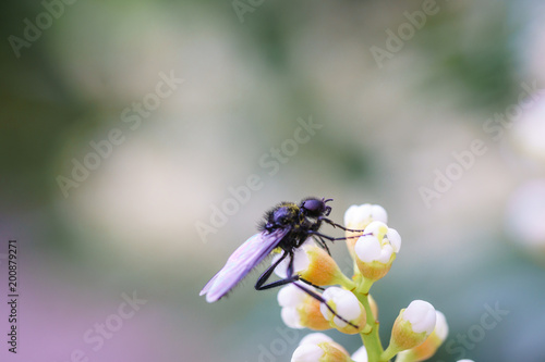 Wasp on the flower during spring in Pairs park, France, europe.Wasps need key resources such as pollen and nectar from a variety of flowers. True wasps have stingers that they use to capture insect