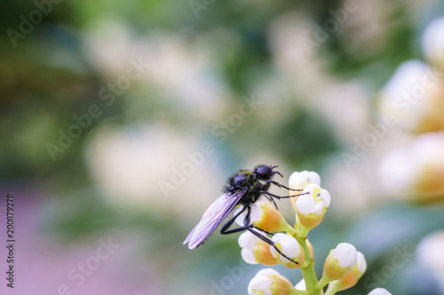 Wasp on the flower during spring in Pairs park, France, europe.Wasps need key resources such as pollen and nectar from a variety of flowers. True wasps have stingers that they use to capture insect