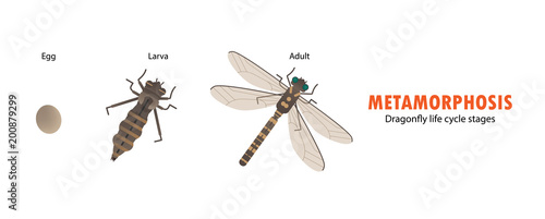 Dragonfly life cycle metamorphosis