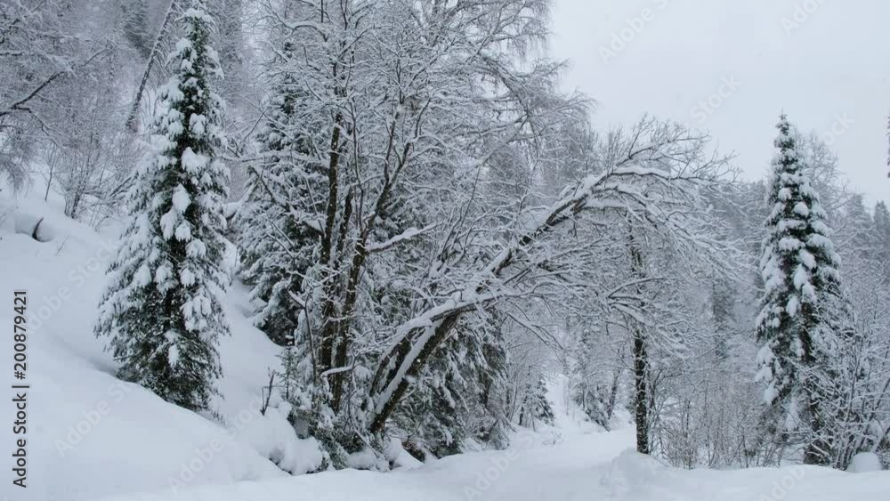 Winter forest road under heavy snow on the bank of Teletskoe lake Winter forest road under heavy snow on the bank of Teletskoe lake