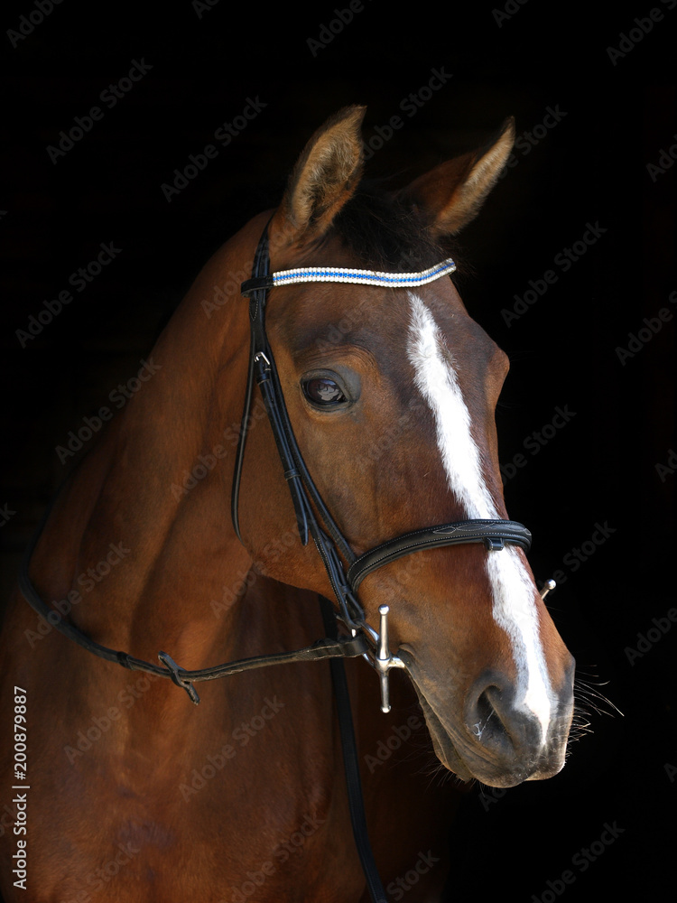 Obraz premium Bay Horse Head Shot