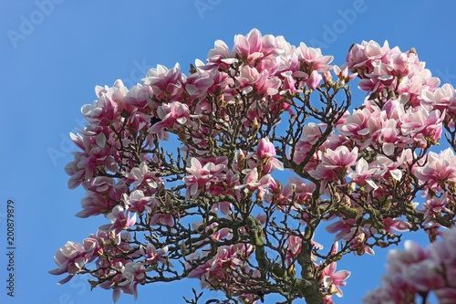 magnolia blossoms