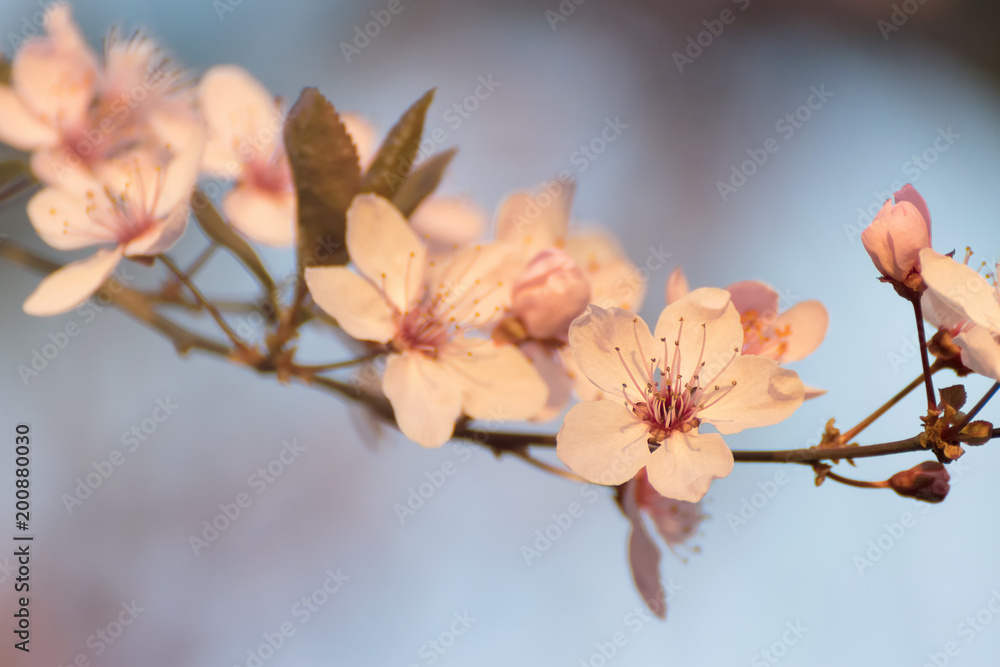 Blooming cherry blossom close up on blurred background at sunset Blooming cherry blossom close up on blurred background at sunset