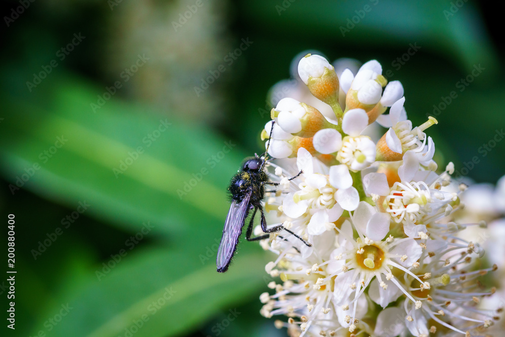 Spring flowers with wasp looking for food in Paris, Eurpe. Wasps need key resources; pollen and nectar from a variety of flowers. Special macro lens for close-up, blurry, bokeh background. Spring flowers with wasp looking for food in Paris, Eurpe. Wasps need key resources; pollen and nectar from a variety of flowers. Special macro lens for close-up, blurry, bokeh background.