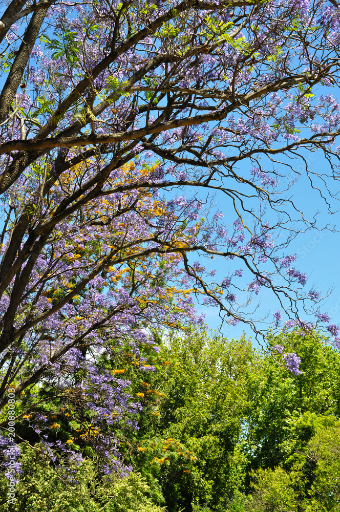 Blooming Blue Jacaranda Tree in Adelaide, Australia Blooming Blue Jacaranda Tree in Adelaide, Australia