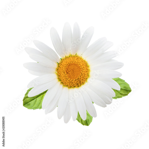 Fototapeta Naklejka Na Ścianę i Meble -  Chamomile flowers with mint leaves composition isolated on white background as package design element.
