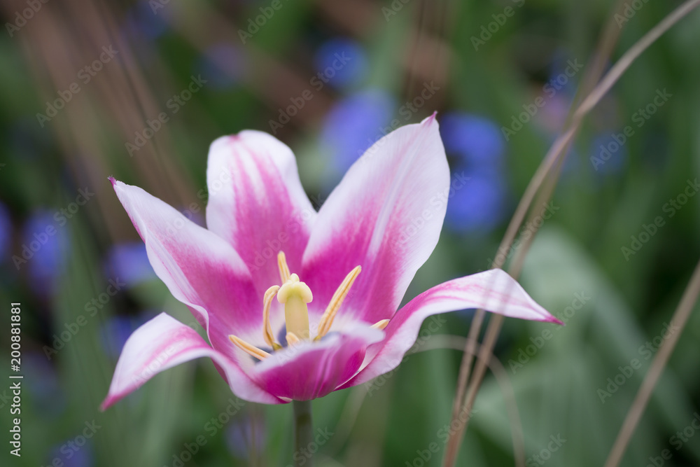 beautiful single european spring flower in the garden in Paris, France. taken with DOF. beautiful single european spring flower in the garden in Paris, France. taken with DOF.