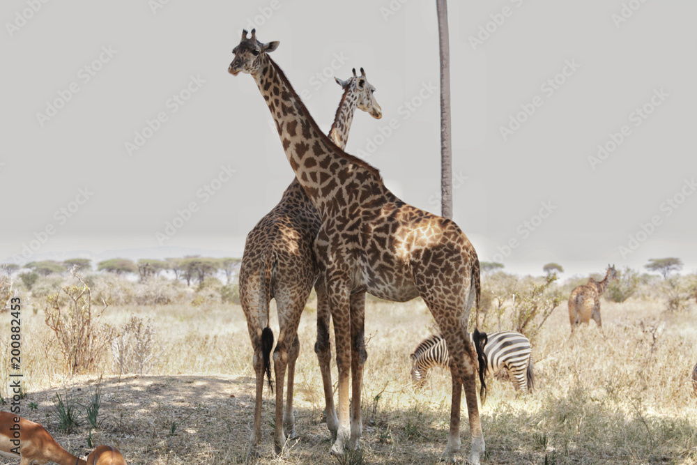 Obraz premium Giraffe in Ruaha National Park, Tanzania