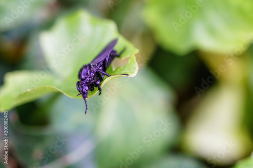 Great black wasp holding to the grass. Family: Sphecidae (thread-waisted wasps) in the order Hymenoptera (ants, bees, wasps). Undergoes complete metamorphosis through egg, larva, pupa, and adult.