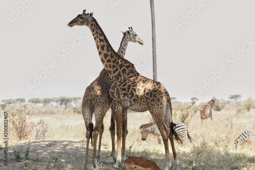 Giraffe in Ruaha National Park  Tanzania