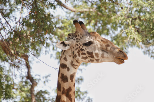 Giraffe in Ruaha National Park, Tanzania © Stefano