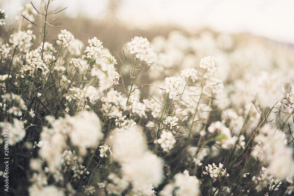 Small white flowers in nature Small white flowers in nature