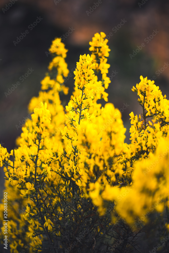 Bright yellow small flowers Bright yellow small flowers