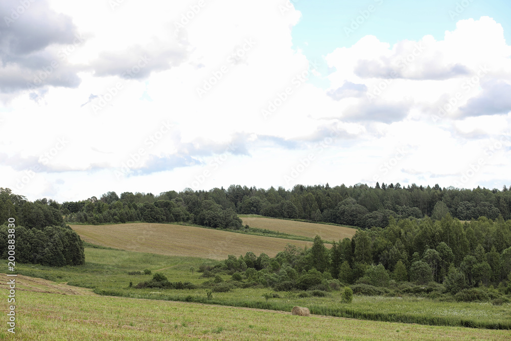 Landscape is summer. Green trees and grass in a countryside land