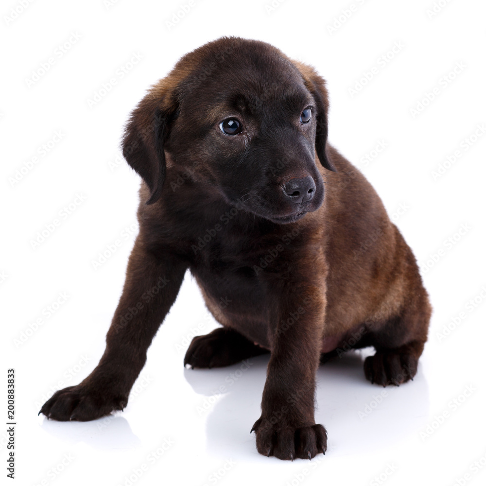 Portrait of a cute Mixed breed dog puppy