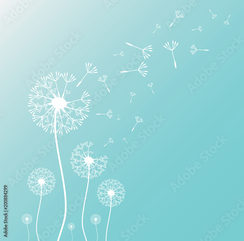 Dandelion blowing silhouette with flying dandelion buds. Vector illustration