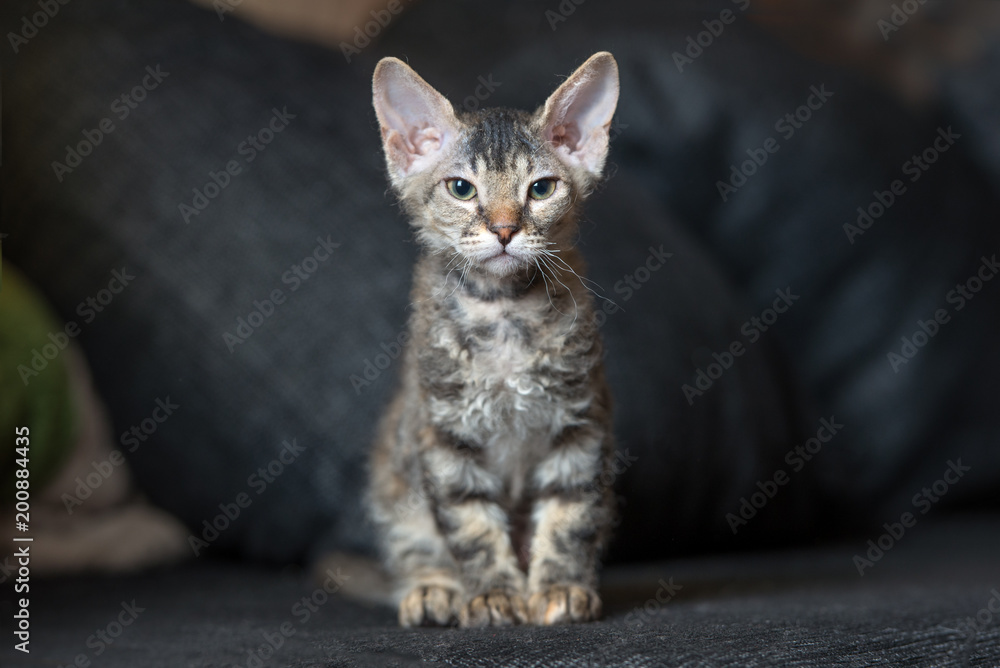 adorable tabby kitten posing indoors adorable tabby kitten posing indoors