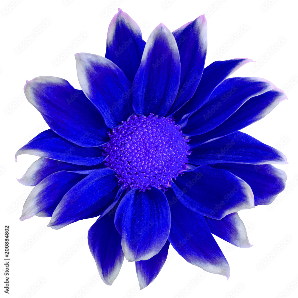 Fototapeta premium Flower dark blue white Chrysanthemum isolated on white background. Close-up. Element of design.