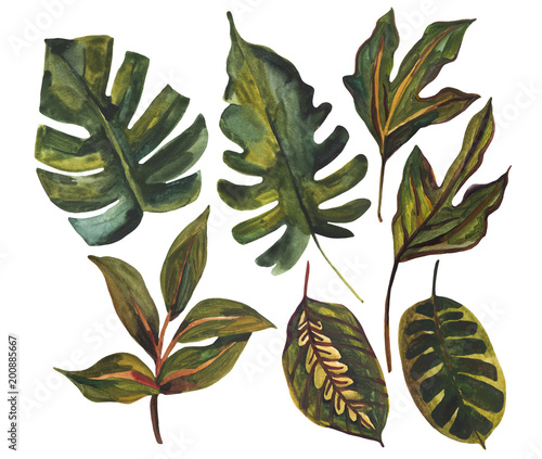 Watercolor tropical leaf set. Drawing of unusual leaves isolated on white background.