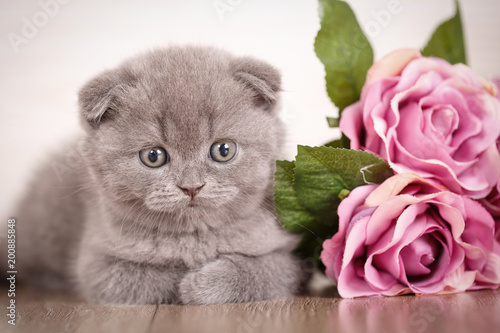 Cat background with bouquet of rose