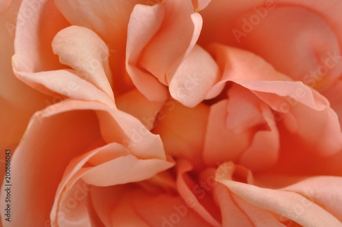 Wallpaper Mural Orange roses Torontodigital.ca