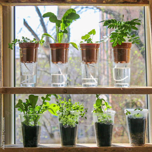 Wick watering. Plants in pots on glasses stand on a shelf on a window. photo