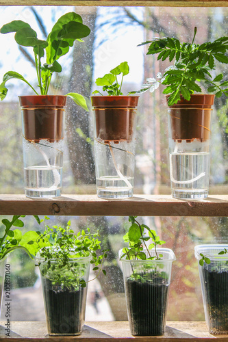 Wick watering. Plants in pots on glasses stand on a shelf on a window. photo