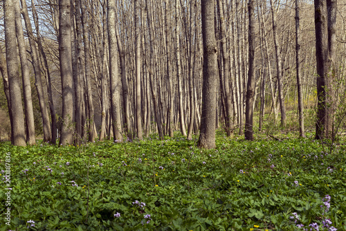 meadow with herbs and primroses in the woods among the trees