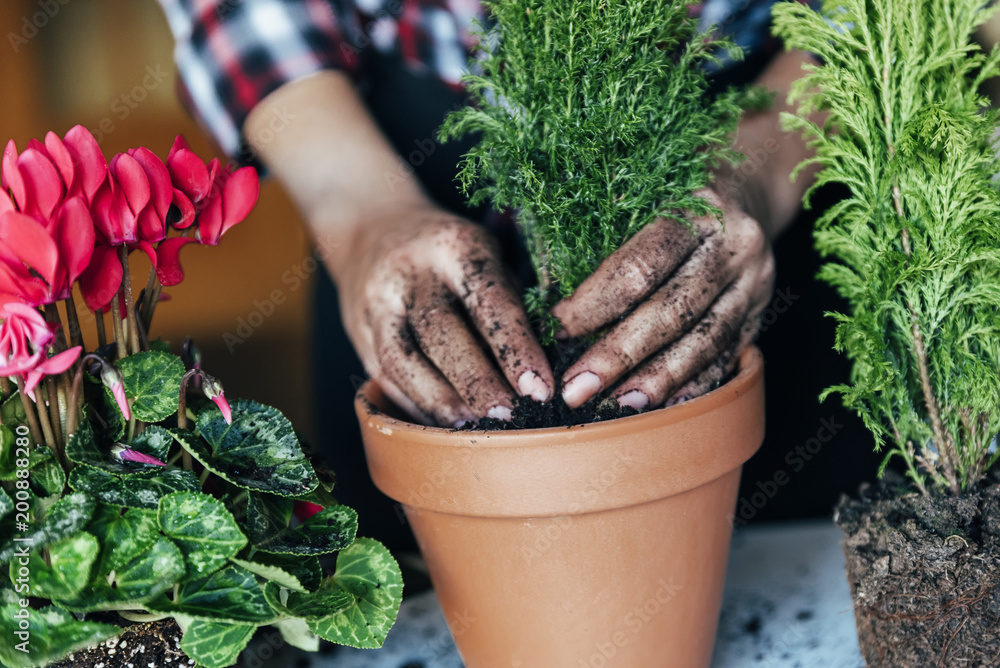 Woman's hands transplanting plant. Woman's hands transplanting plant.