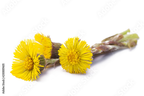 Canvastavla Tussilago farfara (Coltsfoot)