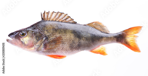 Fototapeta Naklejka Na Ścianę i Meble -  Fish perch