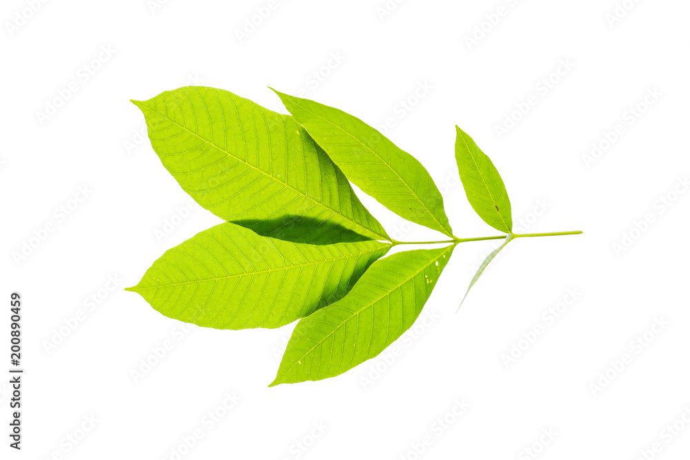 Fresh and green tropical and garden tree leaf texture. Green leaves isolated on a white background for world earth day concept. Fresh and green tropical and garden tree leaf texture. Green leaves isolated on a white background for world earth day concept.