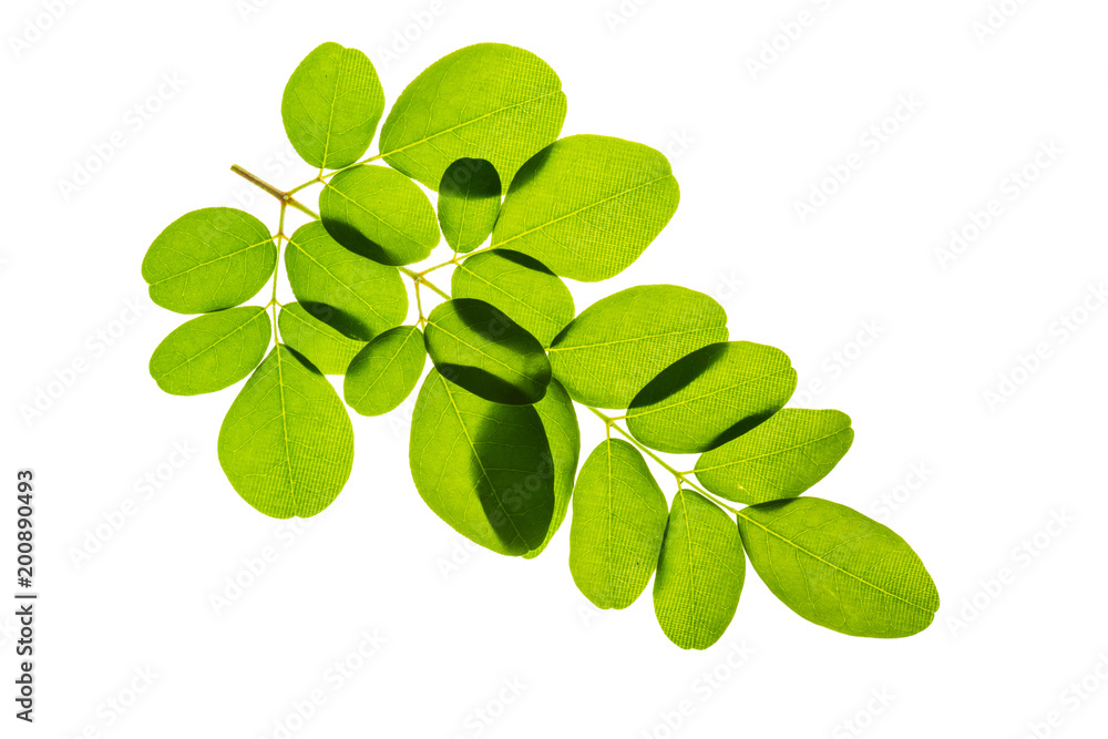Fresh and green tropical and garden tree leaf texture. Green leaves isolated on a white background for world earth day concept. Fresh and green tropical and garden tree leaf texture. Green leaves isolated on a white background for world earth day concept.