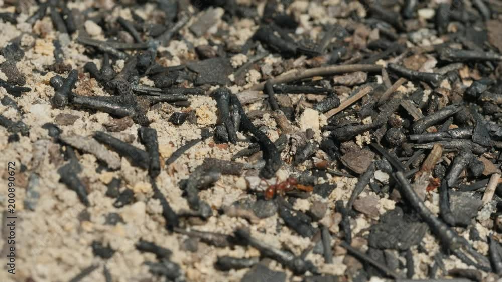 4K Florida Harvester Ants (Pogonomyrmex badius) Charcoal Covered Nest 4