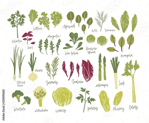 Collection of green plants. Bundle of tasty vegetables and salad leaves isolated on white background. Delicious healthy vegan or vegetarian food. Colorful vector illustration in flat cartoon style.