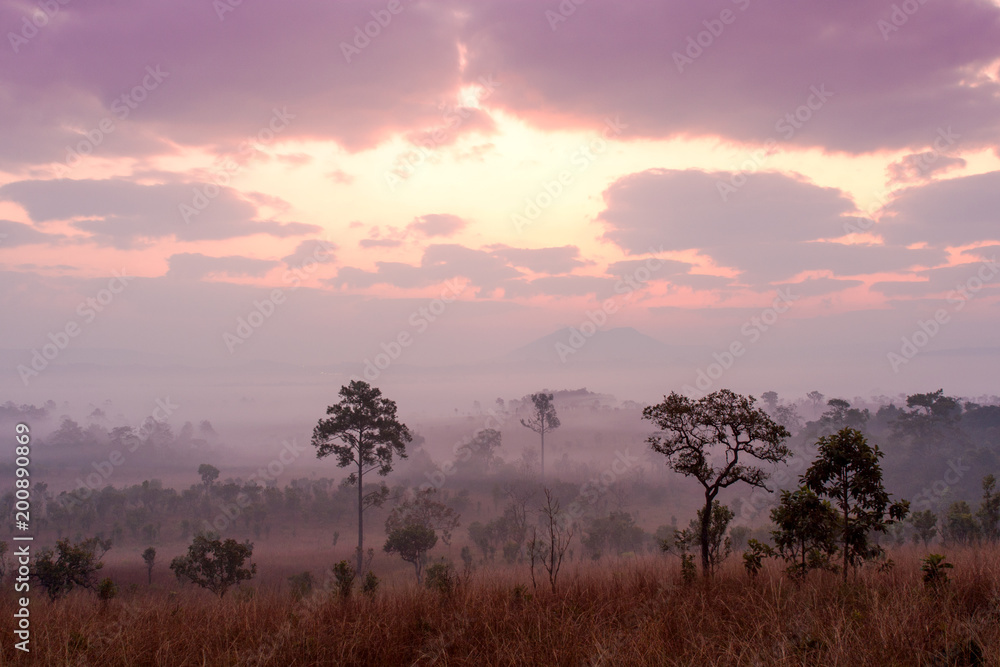 Beautiful scenery sunrise on Savannah fied grass of Thailand at Tung Salang Luang National Park Khao Kho Phetchabun in Thailand.