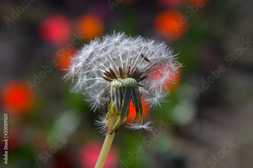 Fototapeta Naklejka Na Ścianę i Meble -  Diente de león - 40