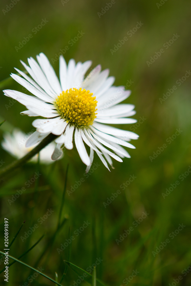 Daisy / Paquerette Daisy / Paquerette
