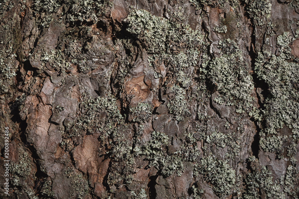 Tree bark texture background
