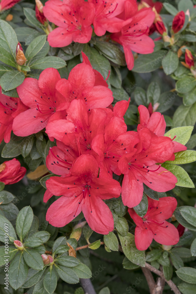Bright, red azaleas flowers among the green leaves Bright, red azaleas flowers among the green leaves