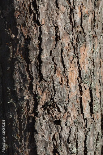 Fototapeta Naklejka Na Ścianę i Meble -  Tree bark texture background
